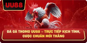 Đá Gà Thomo Uu88 – Trực Tiếp Kịch Tính, Cược Chuẩn Mới Thắng